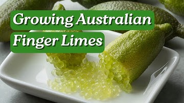 Growing Australian Finger Limes with Aussie Green Thumb