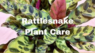 Rattlesnake Plant (Calathea lancifolia) Care: What to Know