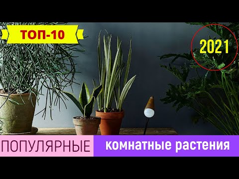 Видео: 9 лучших комнатных растений для покупки в 2021 году