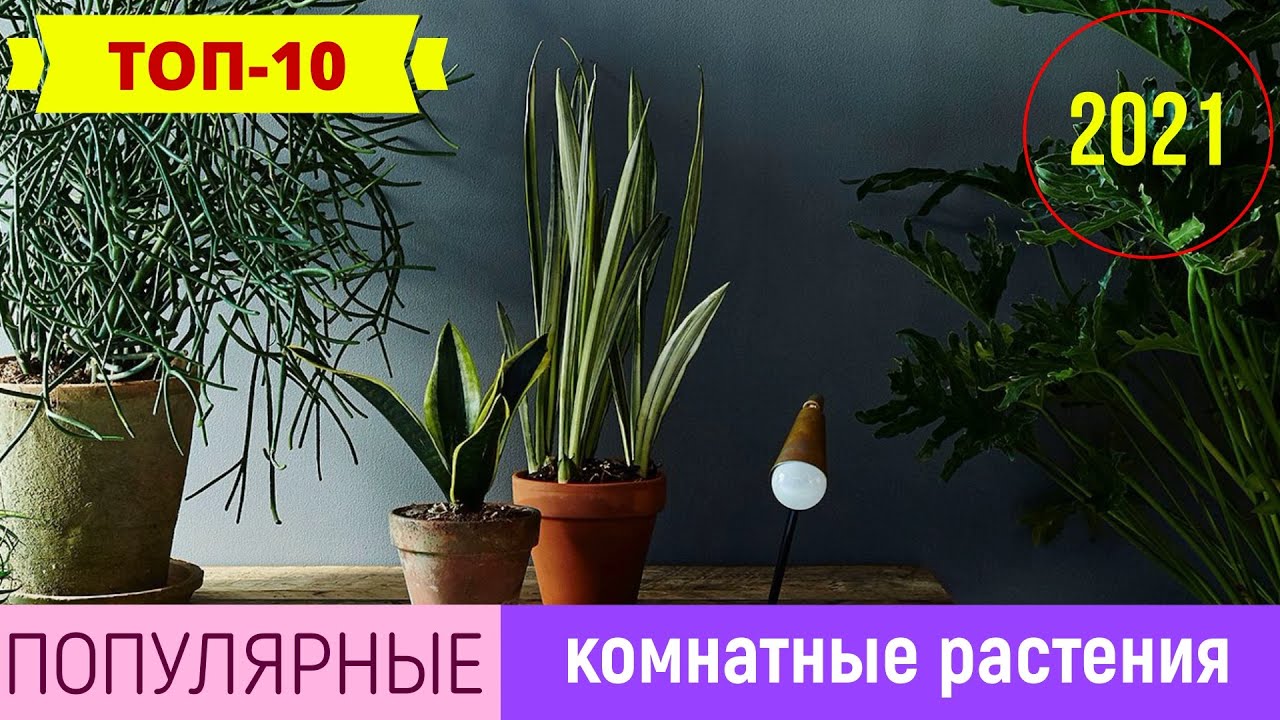 Эти 10 комнатных растений станут самыми популярными в 2021 году