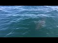 Killer whales VS Great white shark
