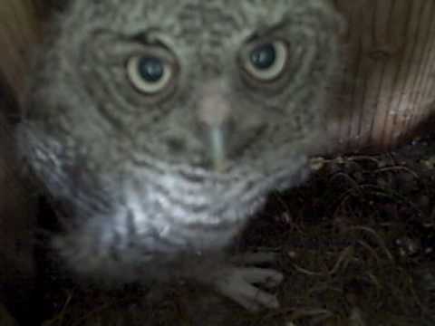 vanilla ball python size Wild Baby Owl Nest Cam