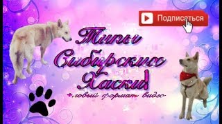 ТИПЫ СИБИРСКИХ ХАСКИ!😱 +новый формат видео ТИПЫ СИБИРСКИХ ХАСКИ!😱 +новый формат видео