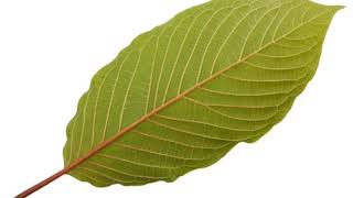 Kratom Plants Plant Nursery. Bobby’s Botanicals. Herbs Vitamins