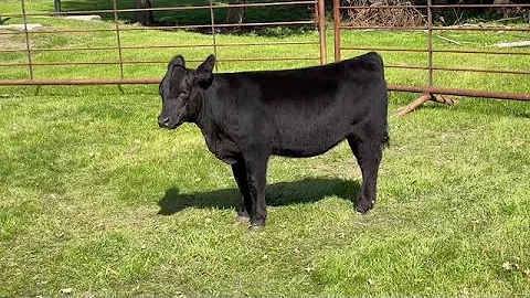 2021 BOESL TAG 2