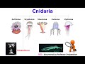 Myxozoan Biology and Life Cycle