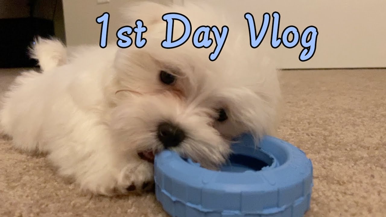 MALTESE PUPPY FIRST DAY AT HOME 🏠 - YouTube