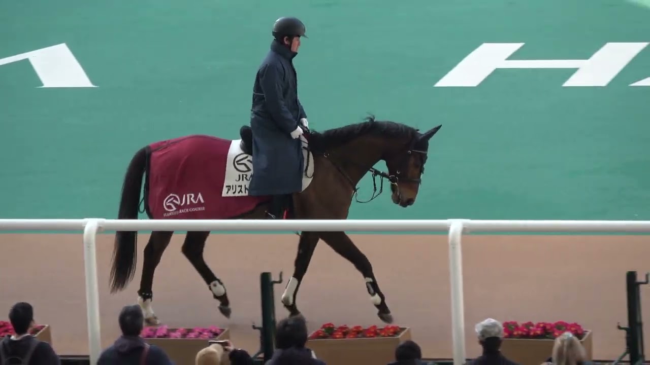 【誘導馬】アリストテレス 朝のお出迎え生演奏を聴きたくて近くでウロウロ 現地映像