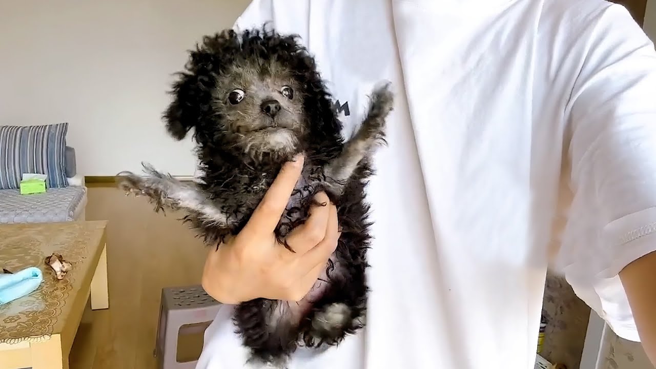 Abandoned and neglected:  abandoned by owner, epileptic puppy chooses to fight