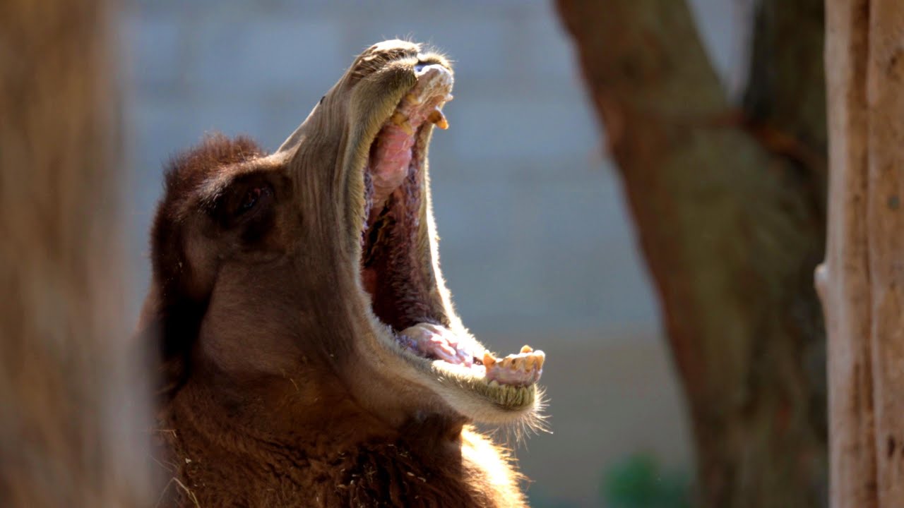 Best Zoo in the US !!!  St Louis Zoo