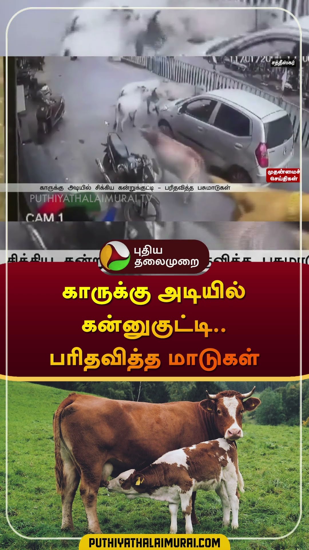 காருக்கு அடியில் கன்னுகுட்டி.. பரிதவித்த மாடுகள் | #cctv | #cow | #calf | #Chhattisgarh |  #shorts