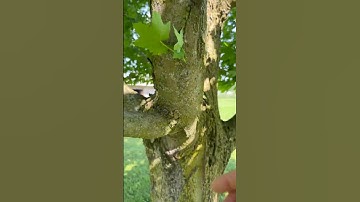You only need 1 tree to make maple syrup! This summer I’m identifying yard trees!
