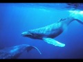 Chant des baleines - whales singing