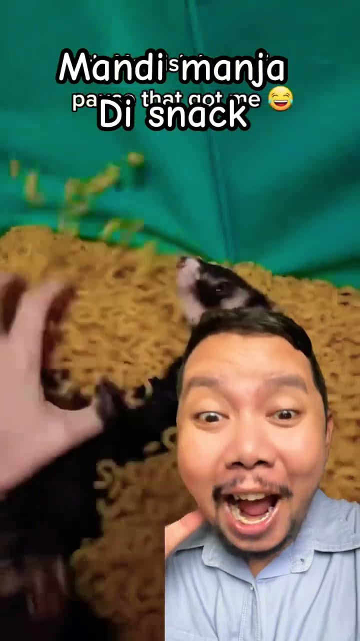 mandi Manja di Snack!!!?? #cute #pets #funny #shortsfeed