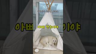 아빠는 만능! 복덩이 이풍순 받은 선물 시골강아지들에게 왕창 싸줬어요! 귀한놈이풍순 #이풍순#이대우#아빠와딸#범죄사냥꾼#강아지#애견영상#풍순이#반려견#산책#산책하는강아지