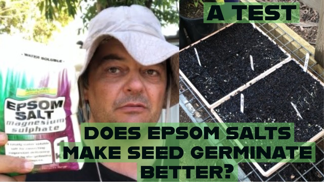 Does Epsom Salts Make Seed Germinate Better an experiment from our