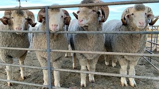 VOERMOL: Replacement Ewes & Rams - Dr Josef van Wyngaard