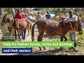Help for Haitian horses, mules and donkeys and their owners
