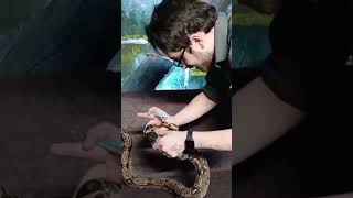 Injections in snake require special care