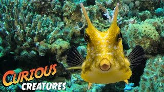 Longhorn Cowfish | Curious Creatures