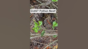 GIANT Python Nest #python #snake #shorts #wildlife #nature #dangerous #herping #crazy #florida #nest