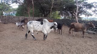 cuánto cuesta una vaca lechera y cuántos litros dan