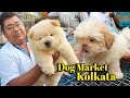 Galiff street pet market kolkata  dog market in kolkata  pet planet  gallif street kolkata  dog