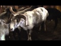 Племрепродуктор Ербол Каракульская порода Всероссийская выставка овец г. Элиста
