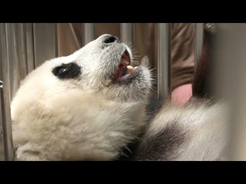 Berliner Pandadame Meng