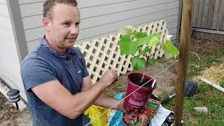 How to plant a grape vine