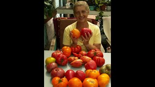 Результаты подкормки томатов,правила внесения кальция и калия,признаки жирования, удаление листьев