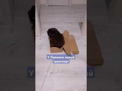 Паровозик для Пряни 😎 #cat #catvideos #catlover #kitten #kitty #cutecat #funnycat #animals #котики