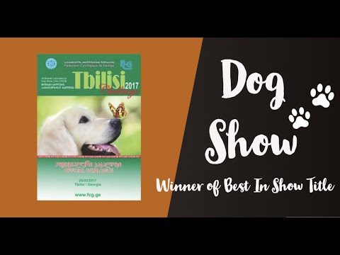 Best Of All Breeds Dog Show / შოუს  შეჯიბრში გამარჯვებული ყველა ჯიშებს შორის