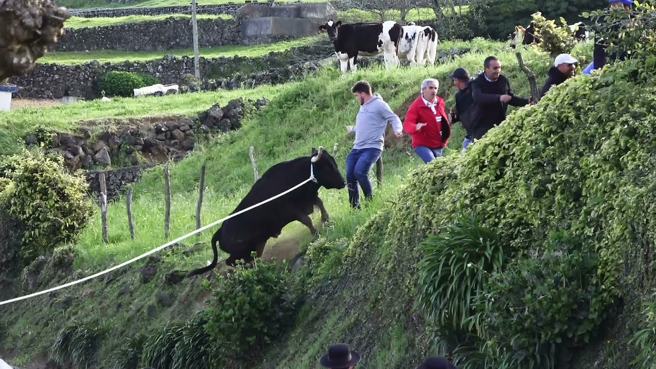 Ganadarias JAF & RB - Fonte Do Bastardo (23 Abril 2022) - Ilha Terceira