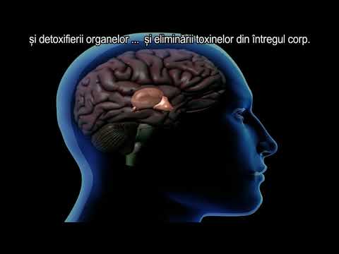 CoRus - Pineala