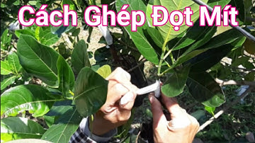 LONG MIT CHIA SẼ CÁCH GHÉP ĐỌT MÍT