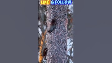 Snow squirrels chase and play on the tree trunks.#squirrel #youtubeshorts #shorts #animals