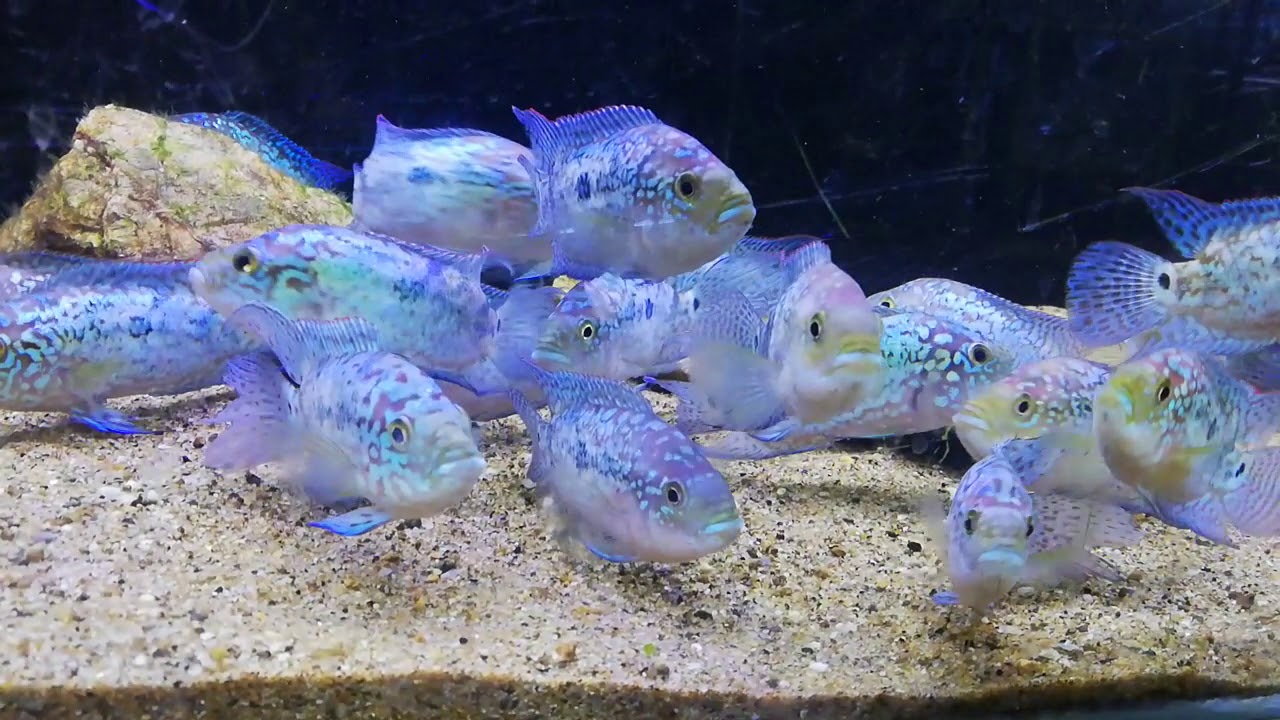 Electric blue Jack Dempsey size around 45 inches YouTube