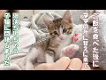 【保護猫】ご飯を食べた後にママの所に甘えに来る子猫が可愛すぎましたｗ