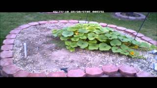 Growing Pumpkins Time-lapse