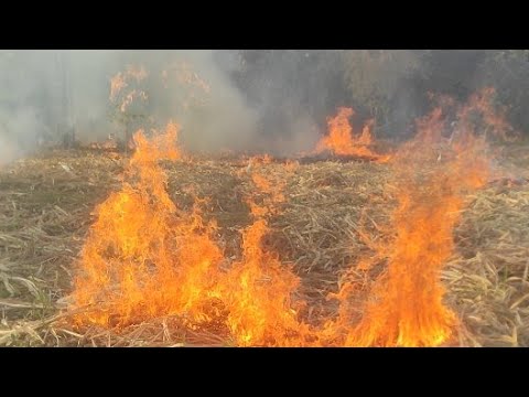 محافظة أسوان مركز كوم امبو قرية سلوا بحرى