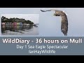 36 Hours on Mull. Day 1- Sea Eagle photography #ilseofmull #commondolphin #whitetailedeagle #canonr6