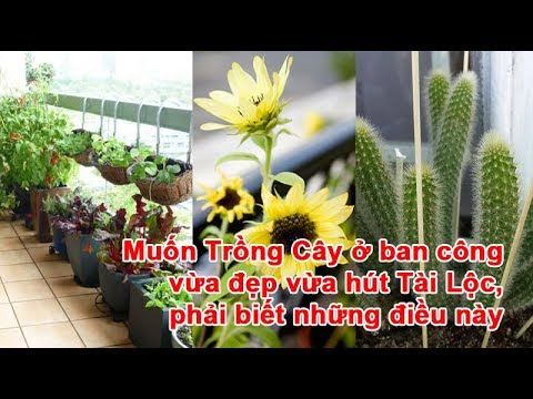 Video: Colchicum Tuyệt đẹp (30 ảnh): Mô Tả Về Một Loại Cây Thân Thảo, Mọc ở Bãi đất Trống