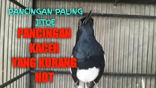 pasti nyautt..PANCINGAN KACER AGAR BUKA EKOR