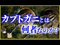 【ゆっくり解説】青い血液は170万円⁉生きた化石「カブトガニ」とは何者か？を解説/絶滅を逃れたカブトガニの知られざる生態とは