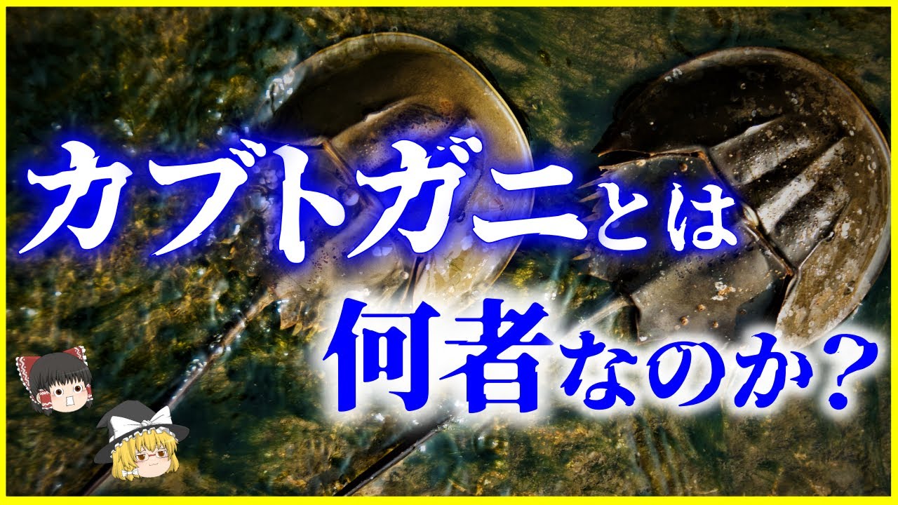 ゆっくり解説】青い血液は170万円⁉生きた化石「カブトガニ」とは何者か