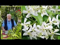 Jasmin toil la grimpante idale persistante florifre et parfume le quotidien du jardin n218