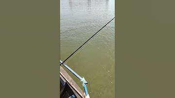 Câu Cá Tra Sông Sài Gòn