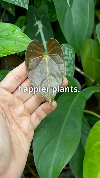 Eco Enzyme Benefits for Plants Explained