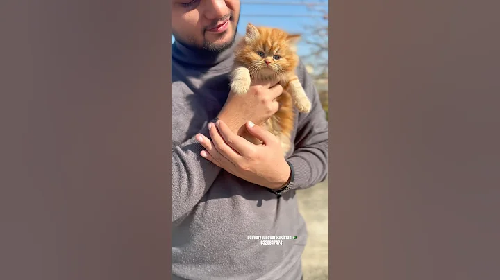 Watch the video about Persian kittens in Pakistan with home delivery/Cats wholesale market in Pakistan #cats #kitten #pets